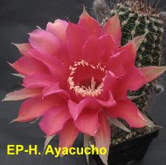 EP-H. Ayacucho 4.3.jpg 